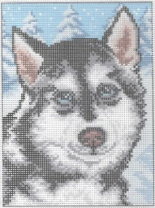 Sibiřský husky 