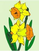 Narcisky