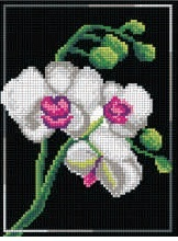 Orchidej