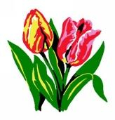 Tulipány